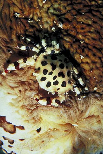 Underwater Photography 0038