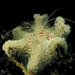 Underwater Photography 0042
