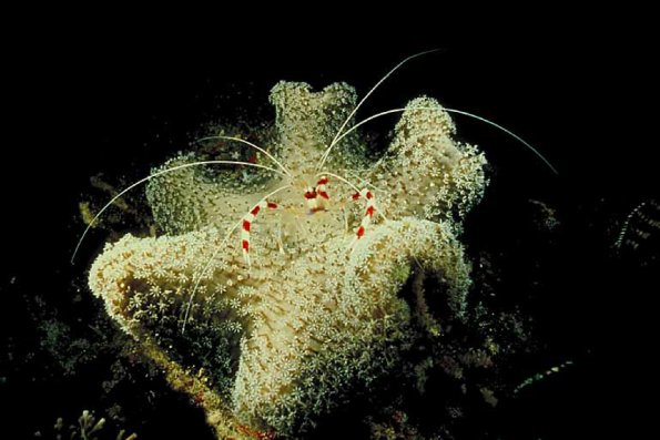 Underwater Photography 0042