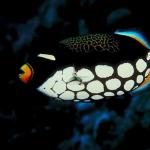 Underwater Photography 0050