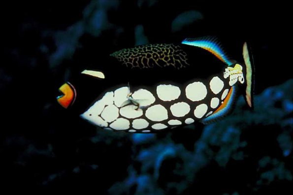 Underwater Photography 0050