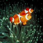 Underwater Photography 0053