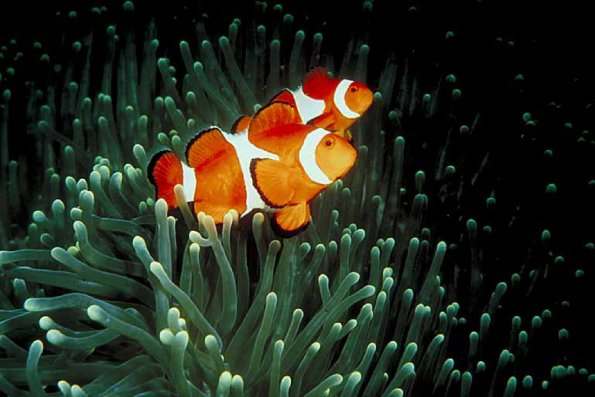 Underwater Photography 0053