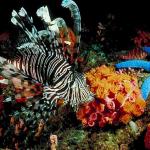 Underwater Photography 0057