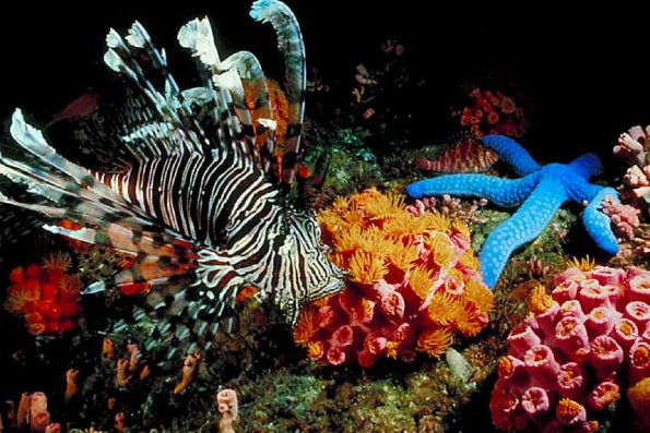Underwater Photography 0057
