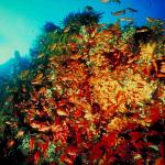 Underwater Photography 0066