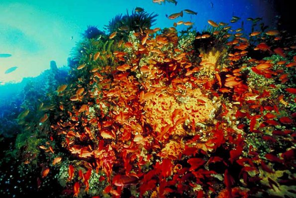 Underwater Photography 0066