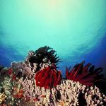 Underwater Photography 0070