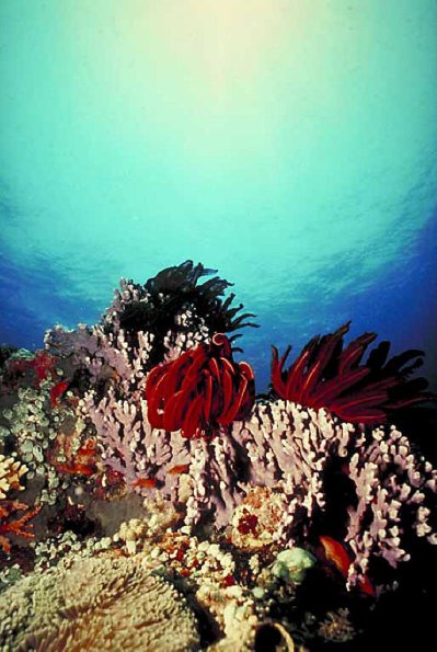 Underwater Photography 0070