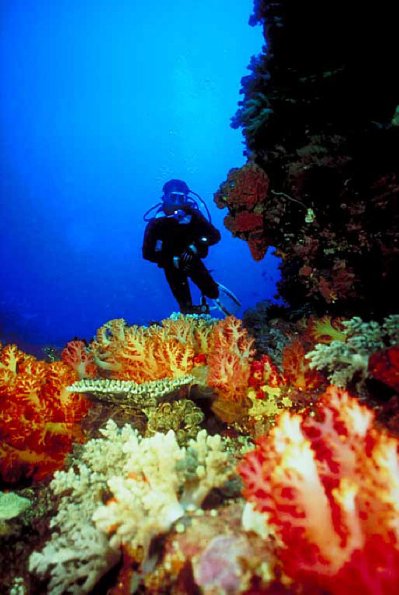 Underwater Photography 0071