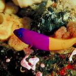 Underwater Photography 0078