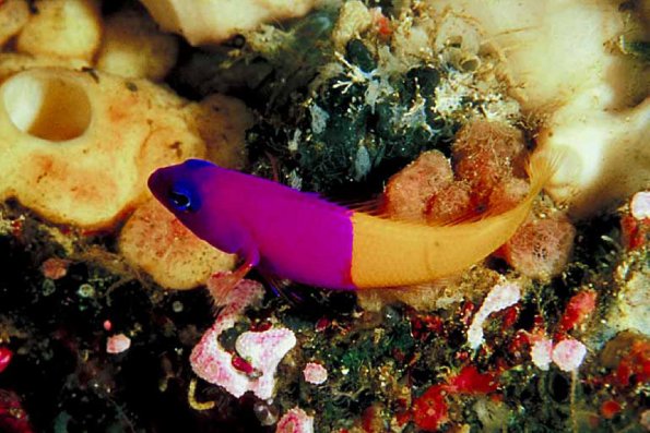 Underwater Photography 0078