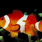 Underwater Photography 0079