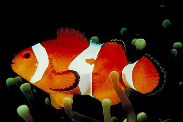 Underwater Photography 0079