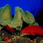 Underwater Photography 0086