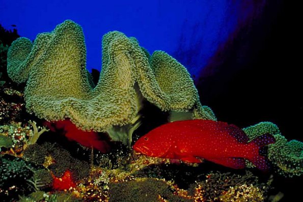 Underwater Photography 0086