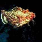 Underwater Photography 008