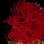 Underwater Photography 0093