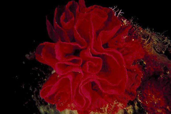 Underwater Photography 0093