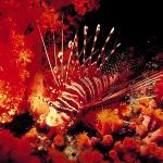 Underwater Photography 009