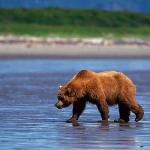 Ursus arctos uid 1658398