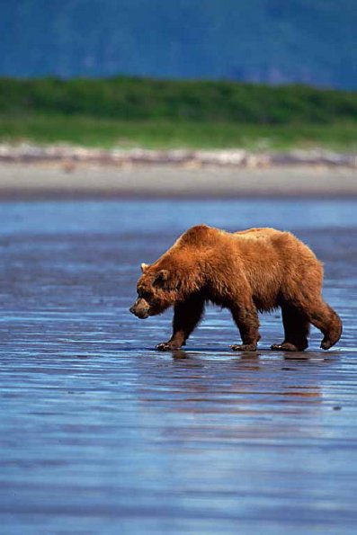Ursus arctos uid 1658398