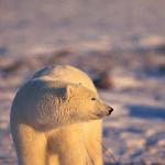 Ursus maritimus uid 1658256