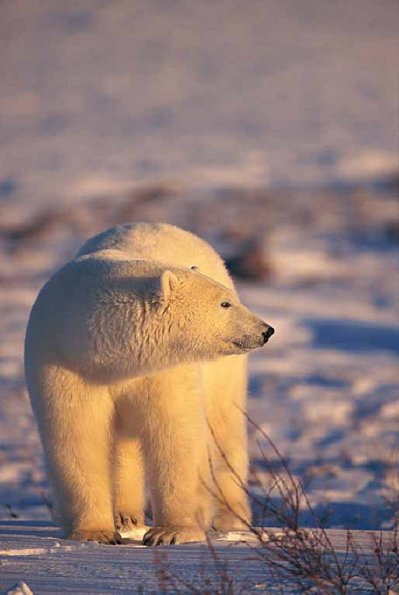 Ursus maritimus uid 1658256