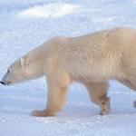 Ursus maritimus uid 1658259