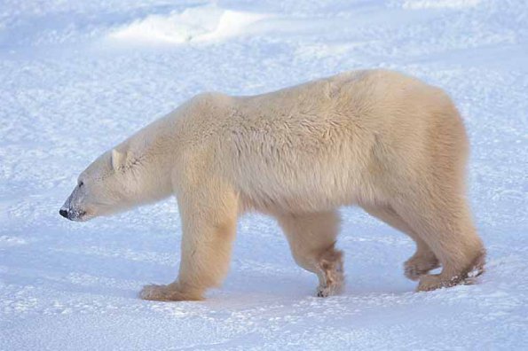 Ursus maritimus uid 1658259