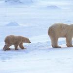Ursus maritimus uid 1658266