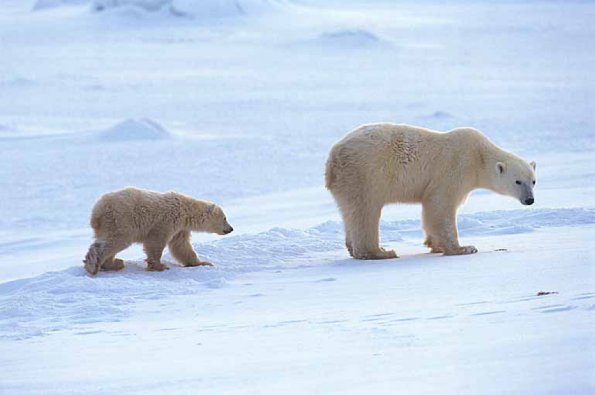 Ursus maritimus uid 1658266