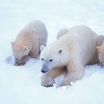 Ursus maritimus uid 1658268
