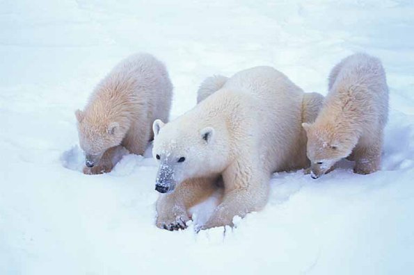Ursus maritimus uid 1658268