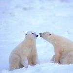 Ursus maritimus uid 1658272
