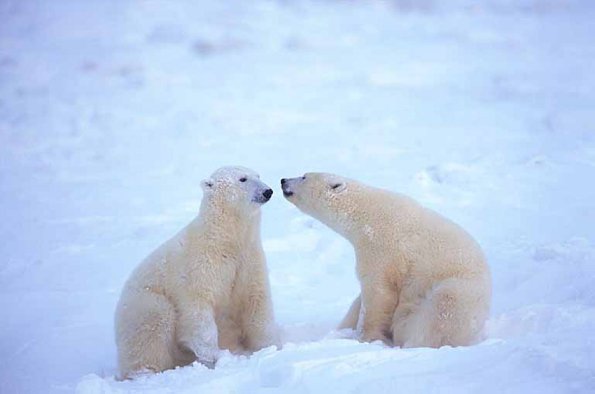 Ursus maritimus uid 1658272