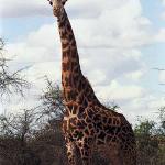 Verytallgiraffe