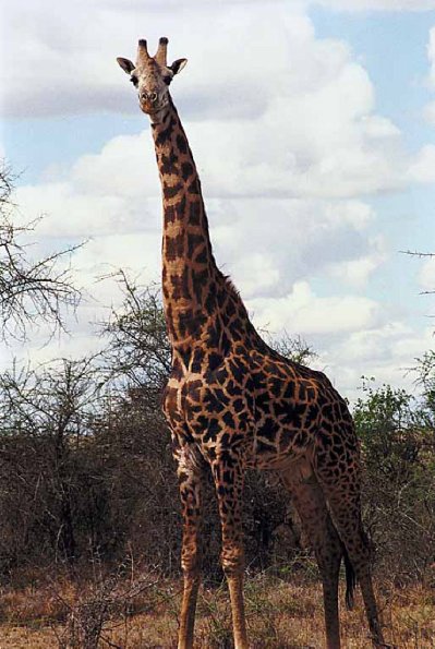 Verytallgiraffe