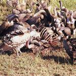 Vultures eating carcass an 1