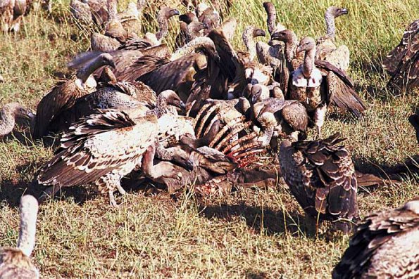 Vultures eating carcass an 1