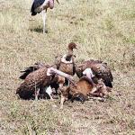 Vultures eating carcass an 2