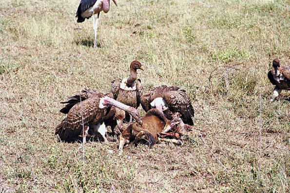 Vultures eating carcass an 2