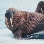 Walrus