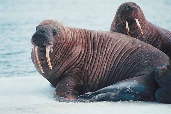 Walrus