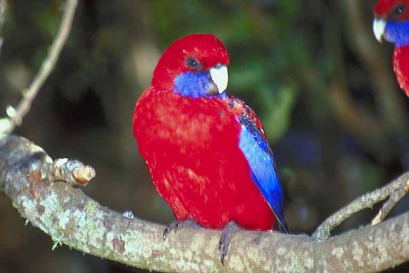 Western Rosella Australia uid 1006139