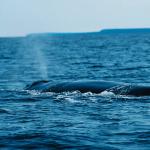 Whale L uid 1044321