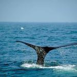 Whale s tail uid 1012857