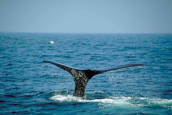 Whale s tail uid 1012857