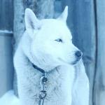 White Husky dog 4