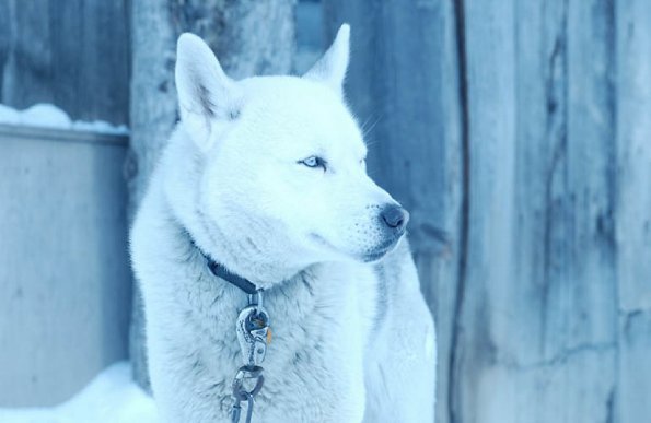 White Husky dog 4